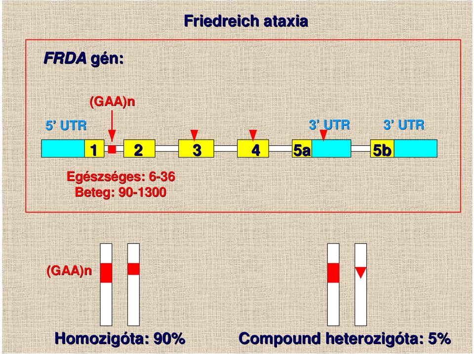 Beteg: 90-1300 3 UTR 5b 3 UTR (GAA)n