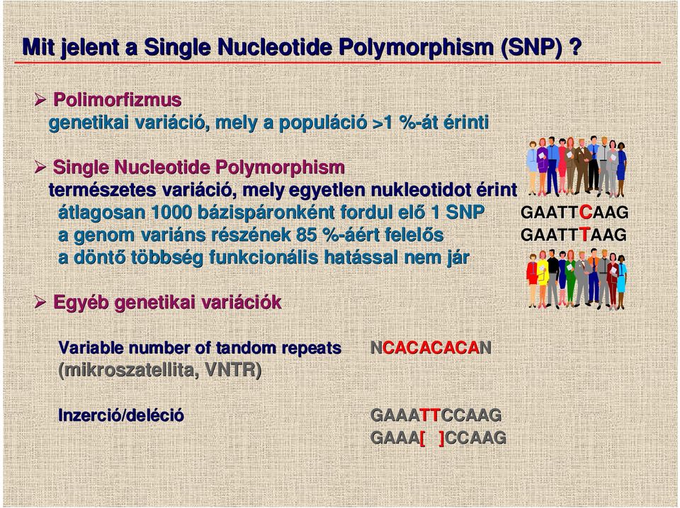 egyetlen nukleotidot érint átlagosan 1000 bázispáronkéntnt fordul elı 1 SNP GAATT a genom variáns részr szének 85 %-áért felelıs GAATT a