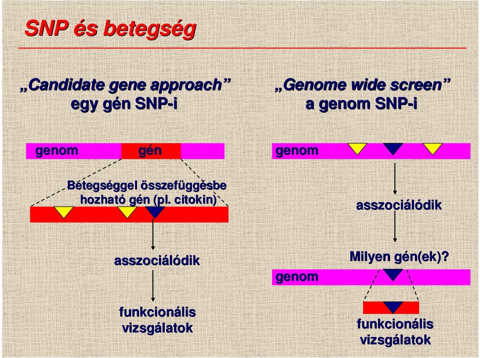 összefüggésbe hozható gén n (pl.
