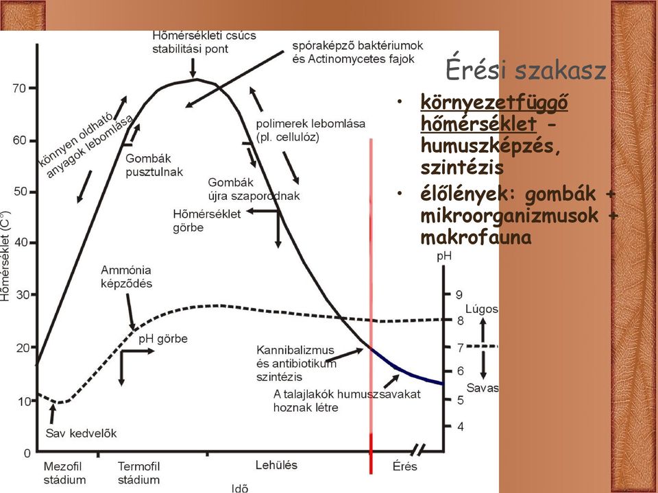 szintézis élőlények: gombák