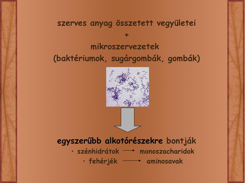 sugárgombák, gombák) egyszerűbb