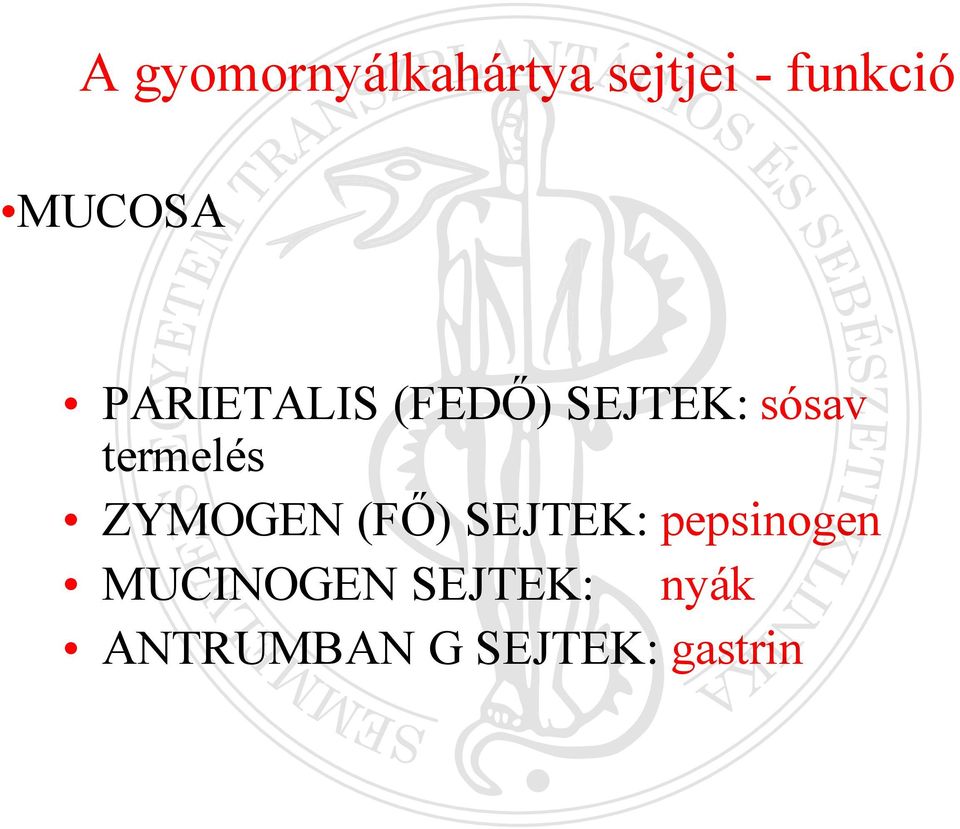 termelés ZYMOGEN (FŐ) SEJTEK: pepsinogen