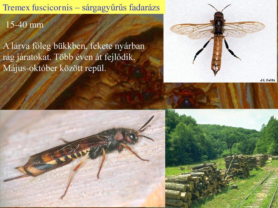 bükkben, fekete nyárban rág járatokat.