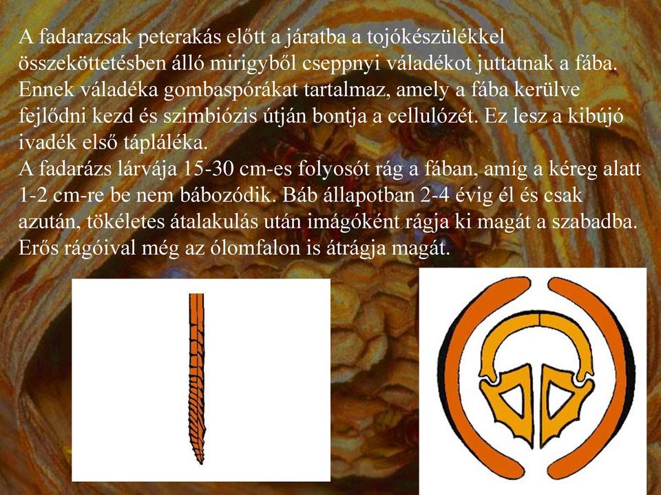 Ez lesz a kibújó ivadék első tápláléka.