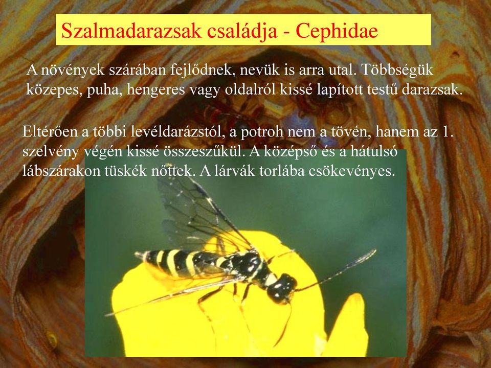 Eltérően a többi levéldarázstól, a potroh nem a tövén, hanem az 1.