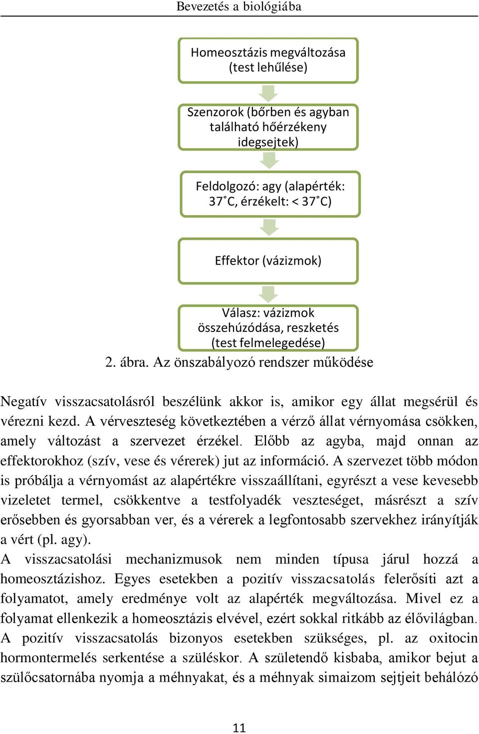 A vérveszteség következtében a vérző állat vérnyomása csökken, amely változást a szervezet érzékel. Előbb az agyba, majd onnan az effektorokhoz (szív, vese és vérerek) jut az információ.