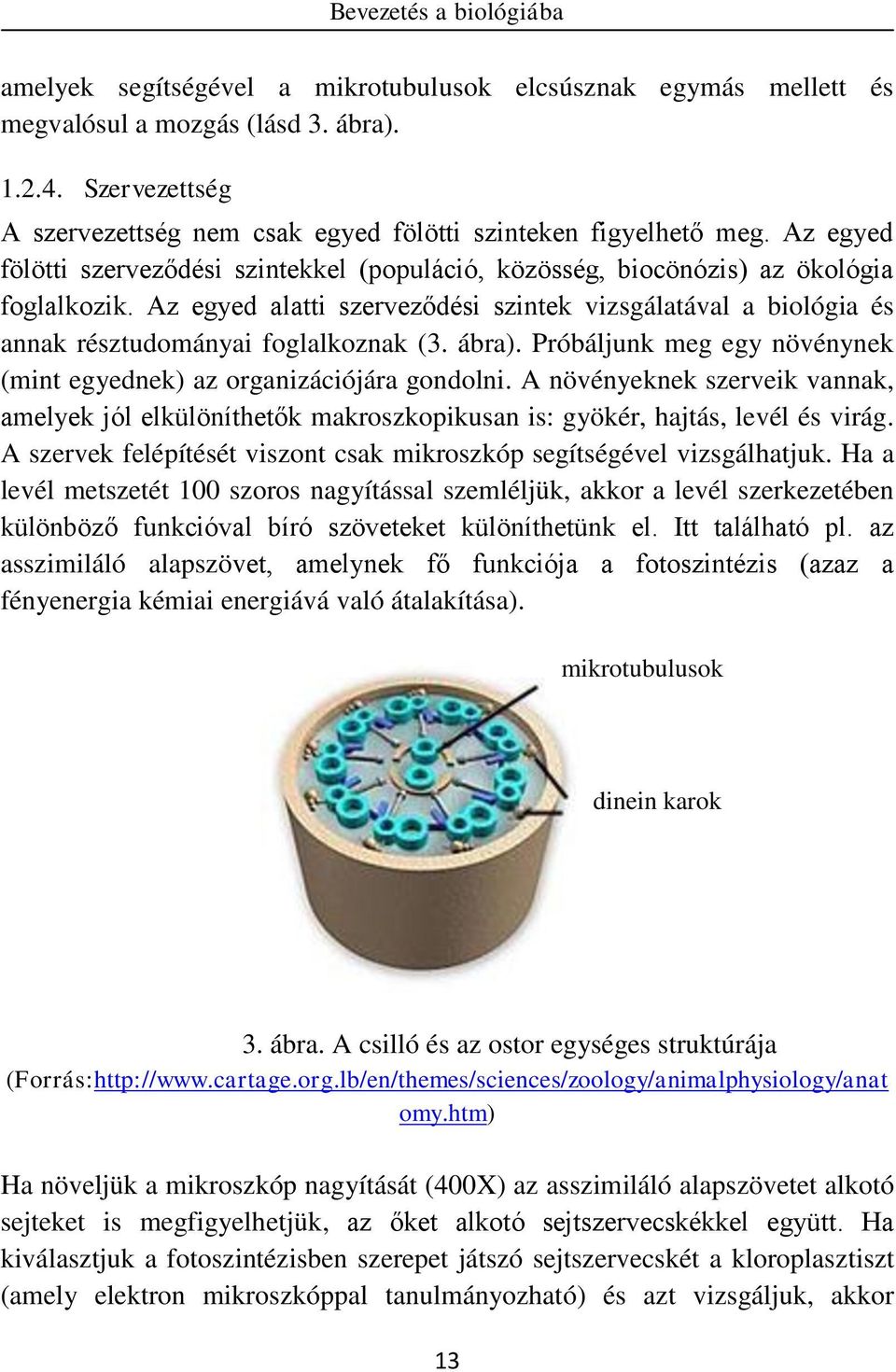 Az egyed alatti szerveződési szintek vizsgálatával a biológia és annak résztudományai foglalkoznak (3. ábra). Próbáljunk meg egy növénynek (mint egyednek) az organizációjára gondolni.