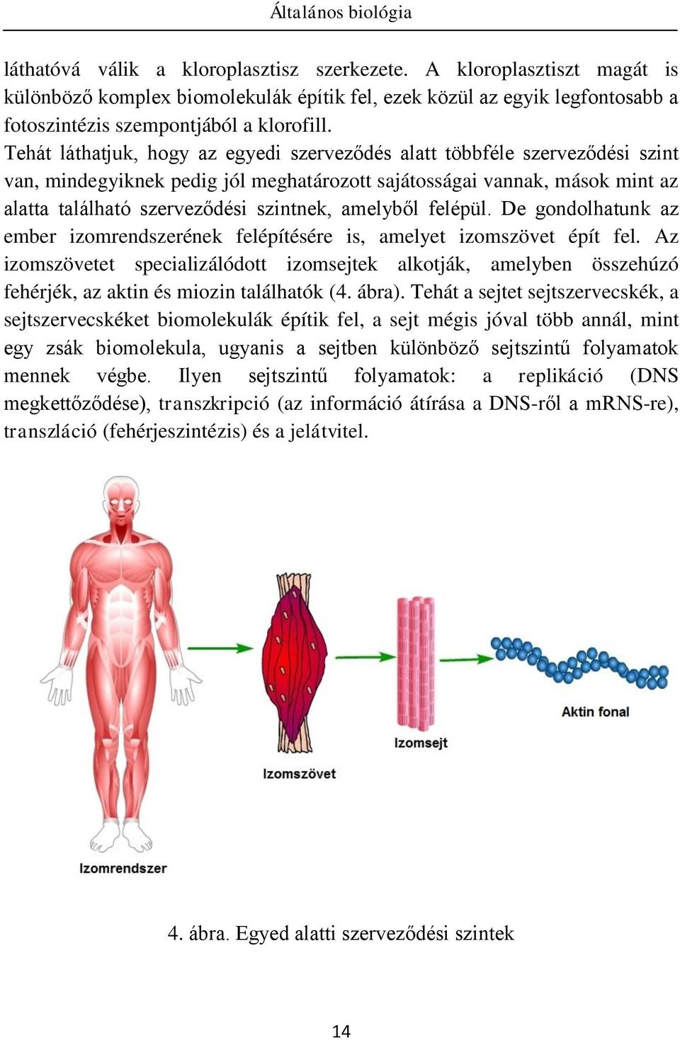 amelyből felépül. De gondolhatunk az ember izomrendszerének felépítésére is, amelyet izomszövet épít fel.