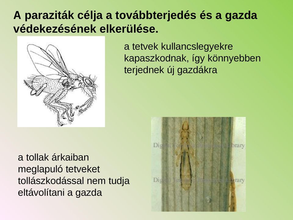 a tetvek kullancslegyekre kapaszkodnak, így könnyebben