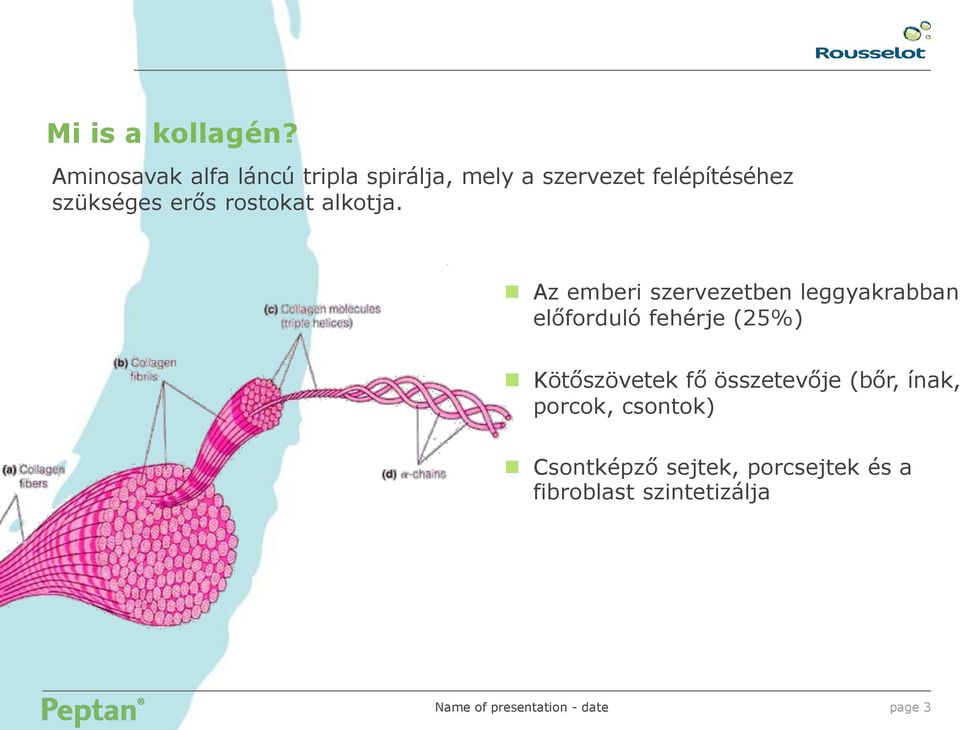 szükséges erős rostokat alkotja.