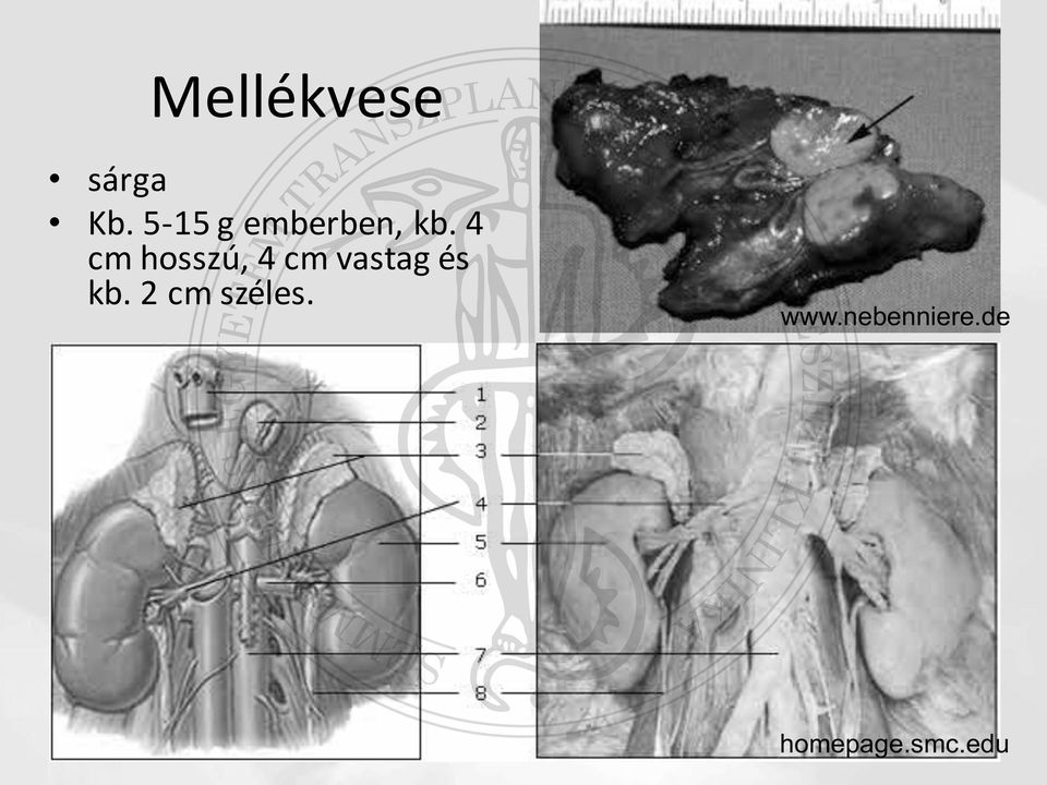 4 cm hosszú, 4 cm vastag és kb.