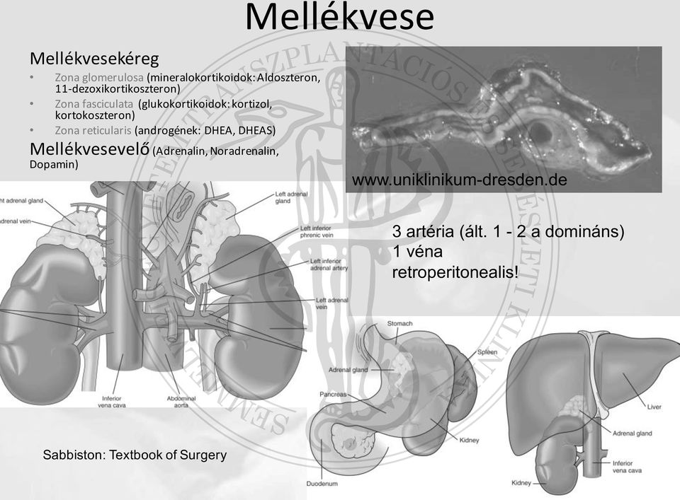 reticularis (androgének: DHEA, DHEAS) Mellékvesevelő (Adrenalin, Noradrenalin, Dopamin) www.
