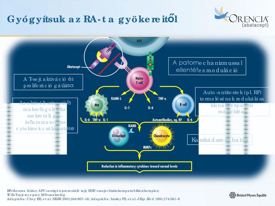 RF) termelésének redukálása klonális expanzió mérséklése Kaszkádszerű hatás RF=rheuma faktor; APC=antigén-prezentáló sejt; MHC=major