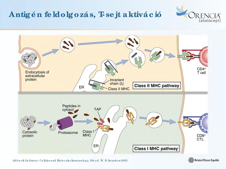 Cellular and Molecular