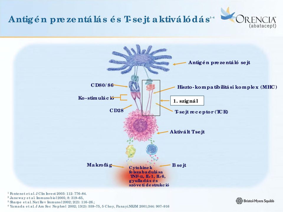 szignál T-sejt receptor (TCR) Aktivált T sejt Makrofág Cytokinek felszabadulása TNF-, IL-1, IL-6, gyulladás és szöveti