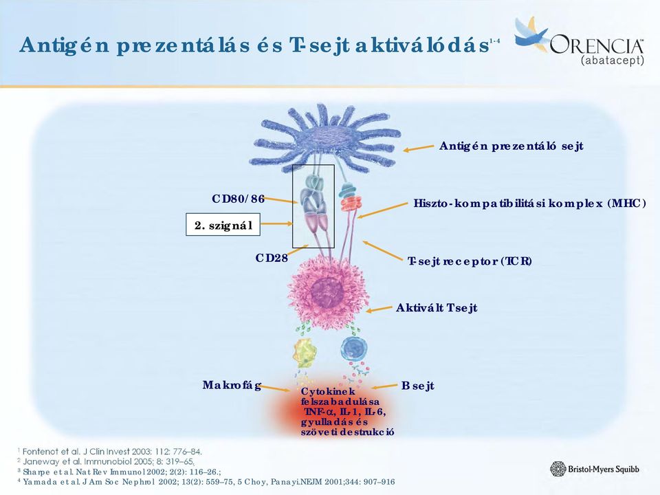 TNF-, IL-1, IL-6, gyulladás és szöveti destrukció B sejt 1 Fontenot et al. J Clin Invest 2003: 112: 776 84. 2 Janeway et al.