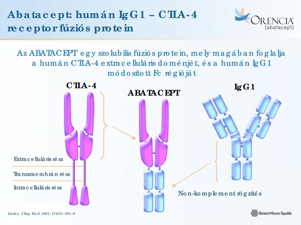 humán IgG1 módosított Fc régióját CTLA-4 ABATACEPT IgG1 Extracelluláris rész