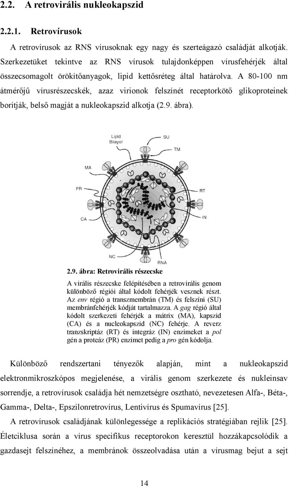 A 80-100 nm átmérőjű vírusrészecskék, azaz virionok felszínét receptorkötő glikoproteinek borítják, belső magját a nukleokapszid alkotja (2.9.