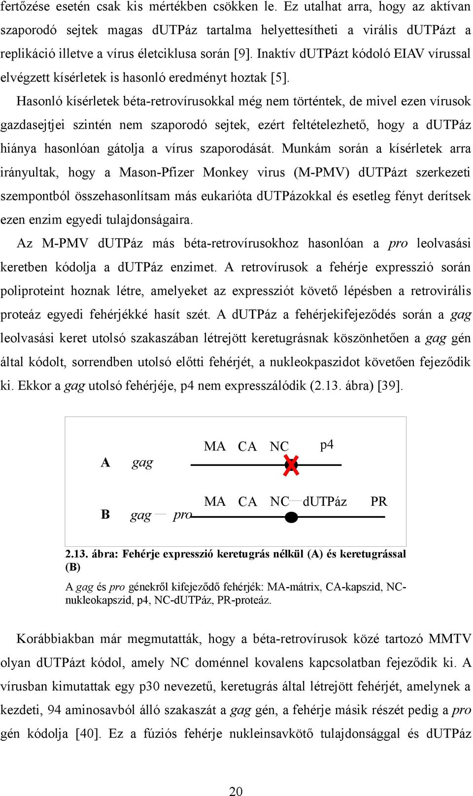 Inaktív dutpázt kódoló EIAV vírussal elvégzett kísérletek is hasonló eredményt hoztak [5].