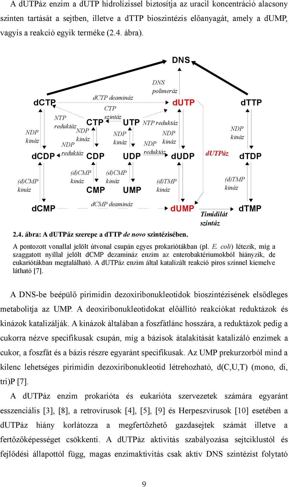 DNS dctp deamináz dctp NDP kináz NTP reduktáz dcdp (d)cmp kináz dcmp DNS polimeráz CTP CTP szintáz NDP kináz NDP reduktáz UTP NDP kináz CDP (d)cmp kináz CMP UDP dttp dutp NTP reduktáz NDP NDP kináz