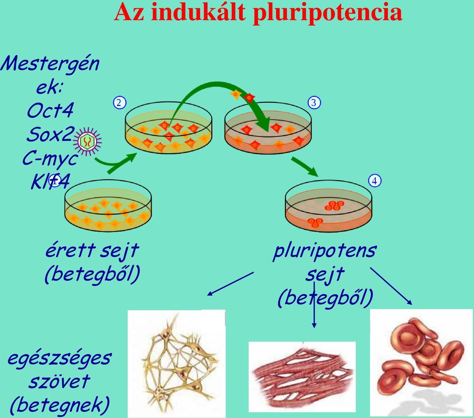 érett sejt (betegből) pluripotens