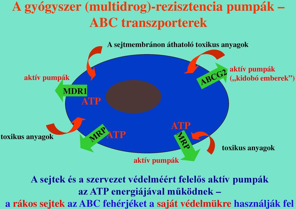 ATP toxikus anyagok aktív pumpák A sejtek és a szervezet védelméért felelős aktív pumpák