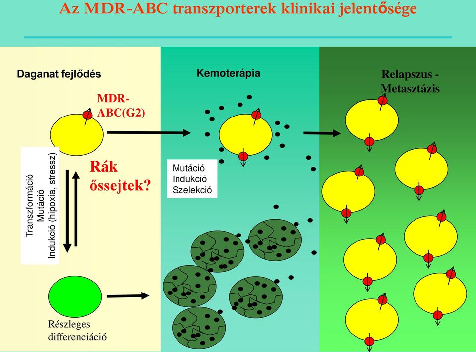 Transzformáció Mutáció Indukció (hipoxia, stressz) Rák