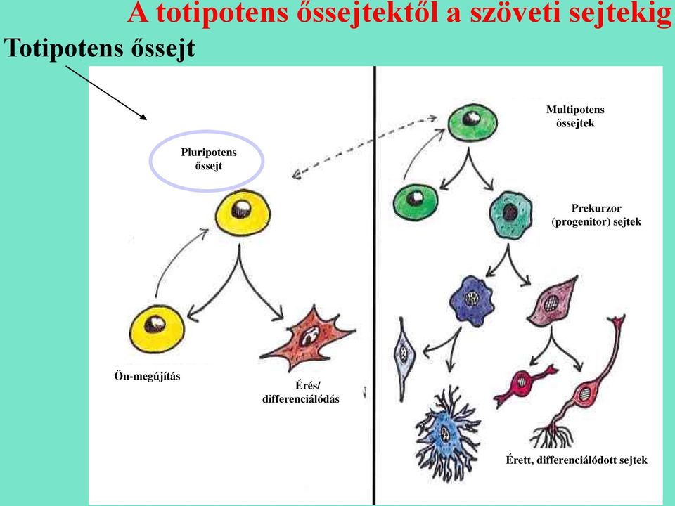 őssejtek Prekurzor (progenitor) sejtek