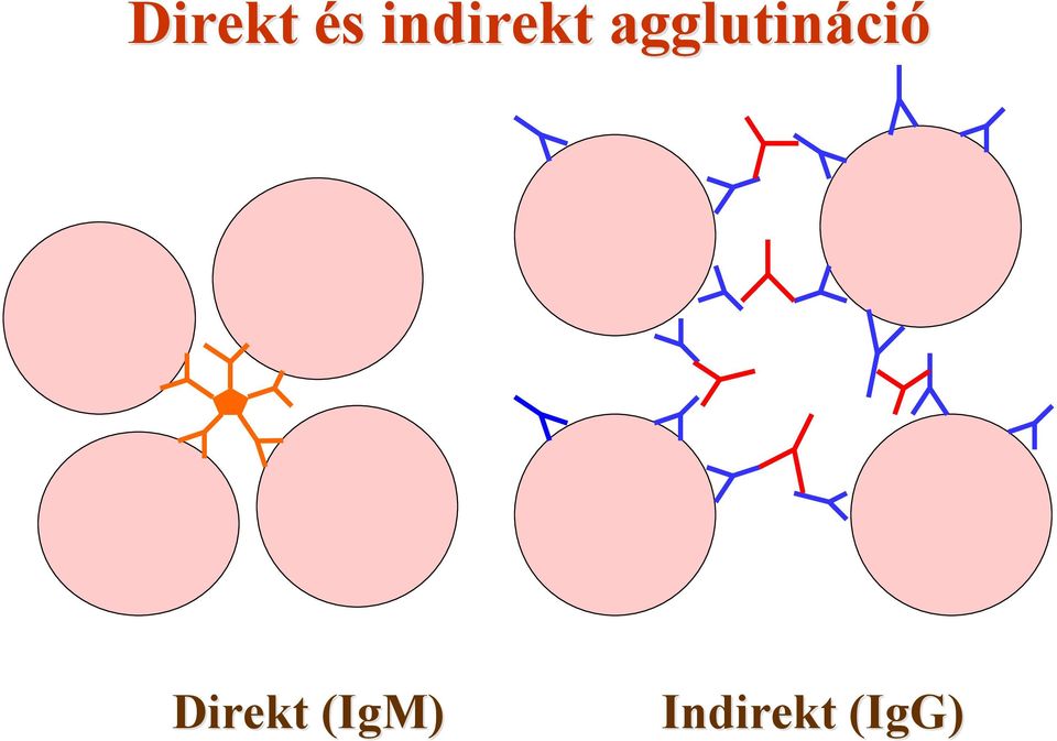 agglutináció