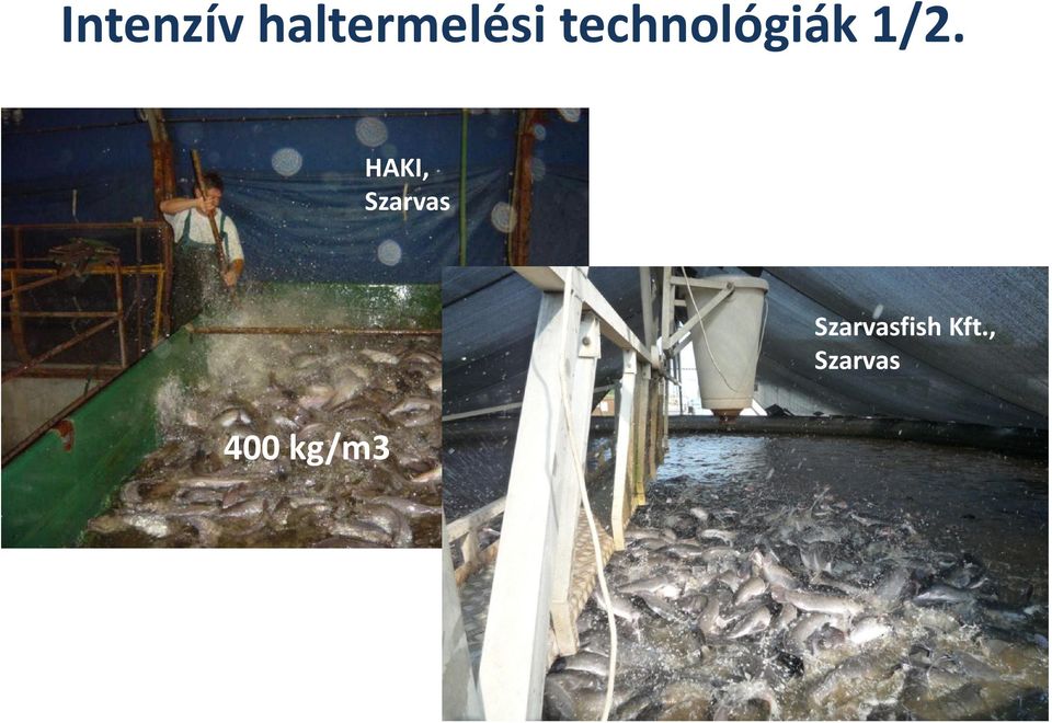 HAKI, Szarvas