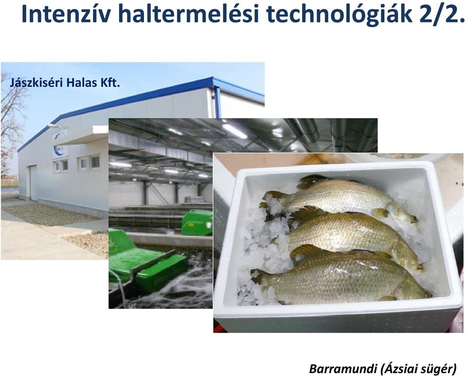 Jászkiséri Halas Kft.
