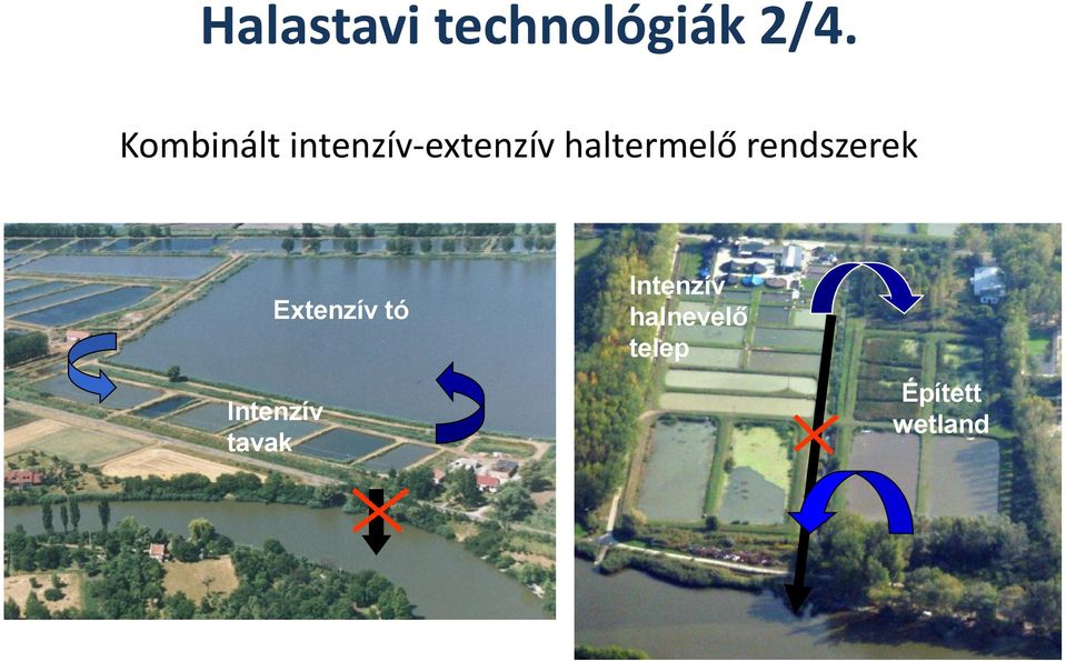 haltermelő rendszerek Extenzív tó