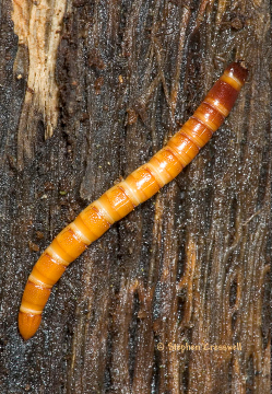 Drótféreg lárva Familia: Chrysomelidae levélbogarak Oulema melanopa veresnyakú árpabogár jell: 4,5-5,5 mm, az előtor és s szárny egy része vörös,