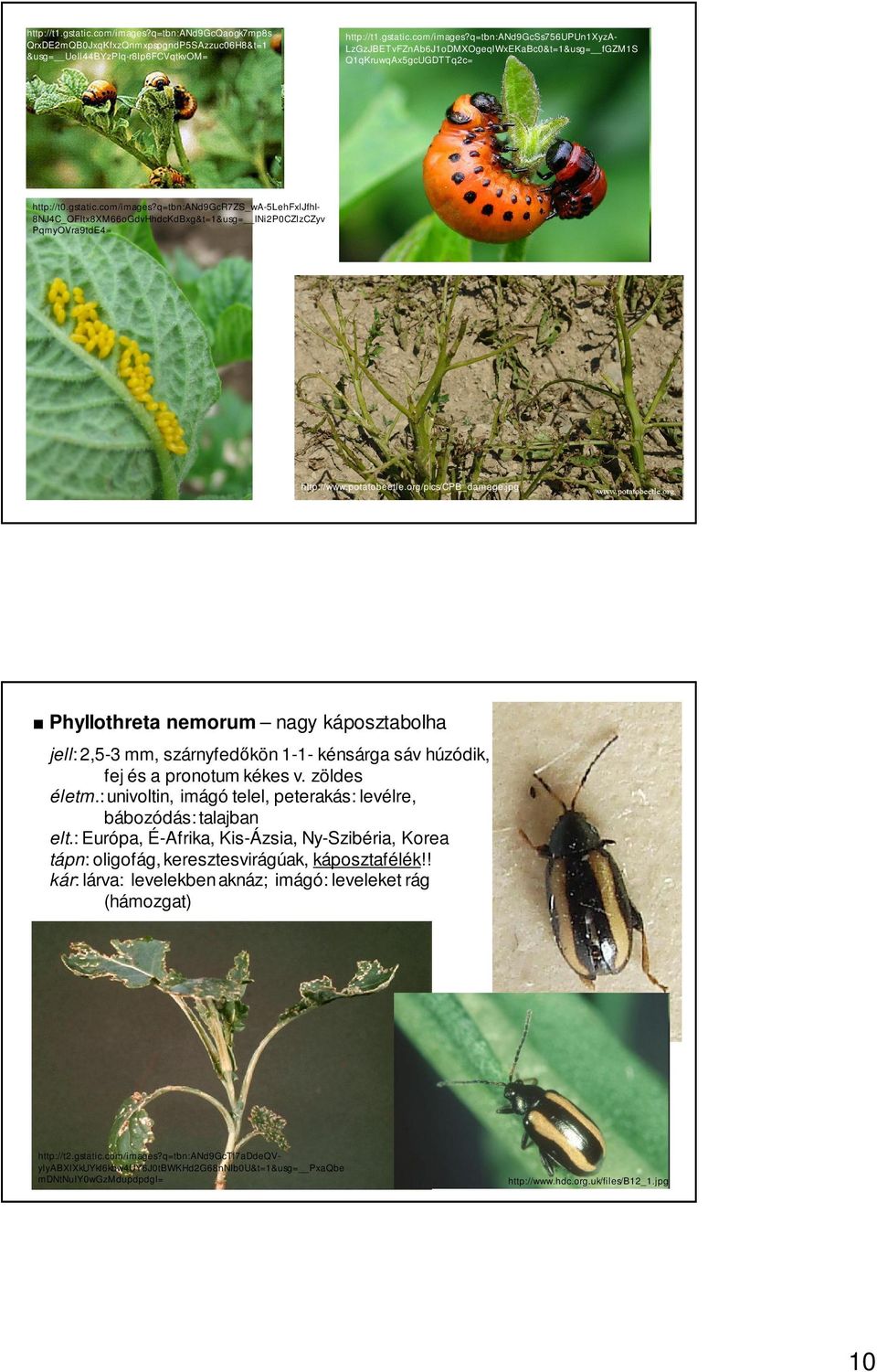 jpg Phyllothreta nemorum nagy káposztabolha jell: 2,5-3 mm, szárnyfedőkön 1-1- kénsárga sáv húzódik, fej és a pronotum kékes v. zöldes életm.