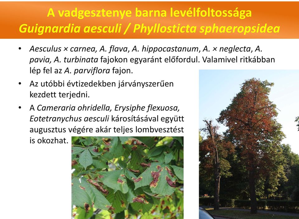 Valamivel ritkábban lép fel az A. parviflora fajon. Az utóbbi évtizedekben járványszerűen kezdett terjedni.