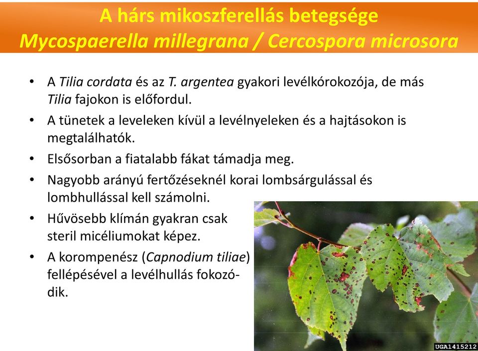 A tünetek a leveleken kívül a levélnyeleken és a hajtásokon is megtalálhatók. Elsősorban a fiatalabb fákat támadja meg.