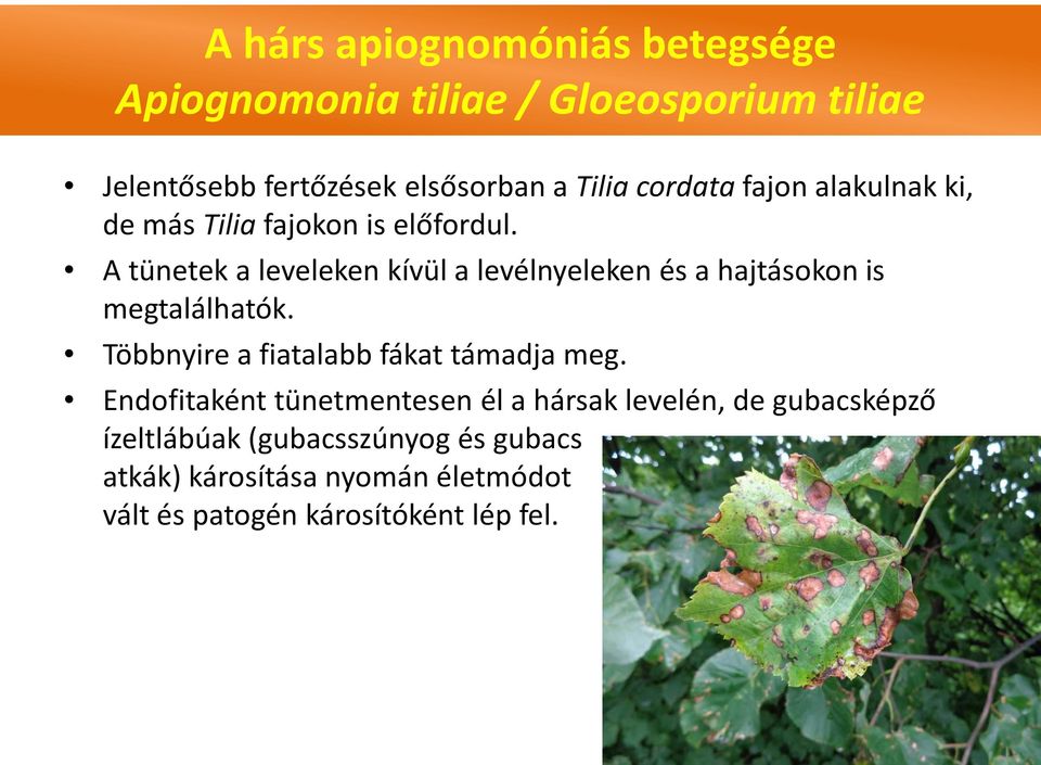 A tünetek a leveleken kívül a levélnyeleken és a hajtásokon is megtalálhatók. Többnyire a fiatalabb fákat támadja meg.