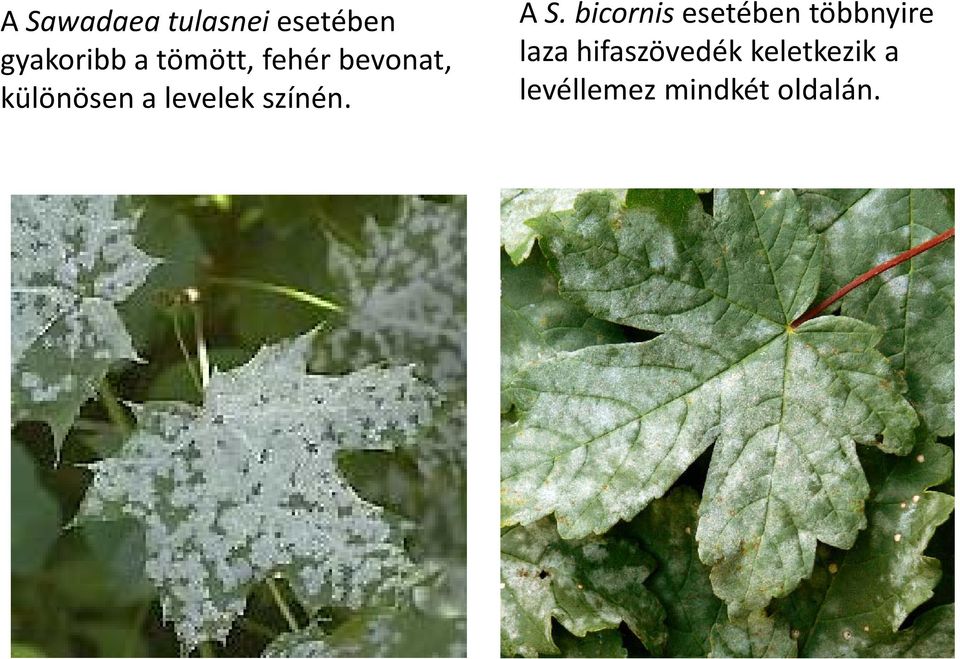 színén. A S.