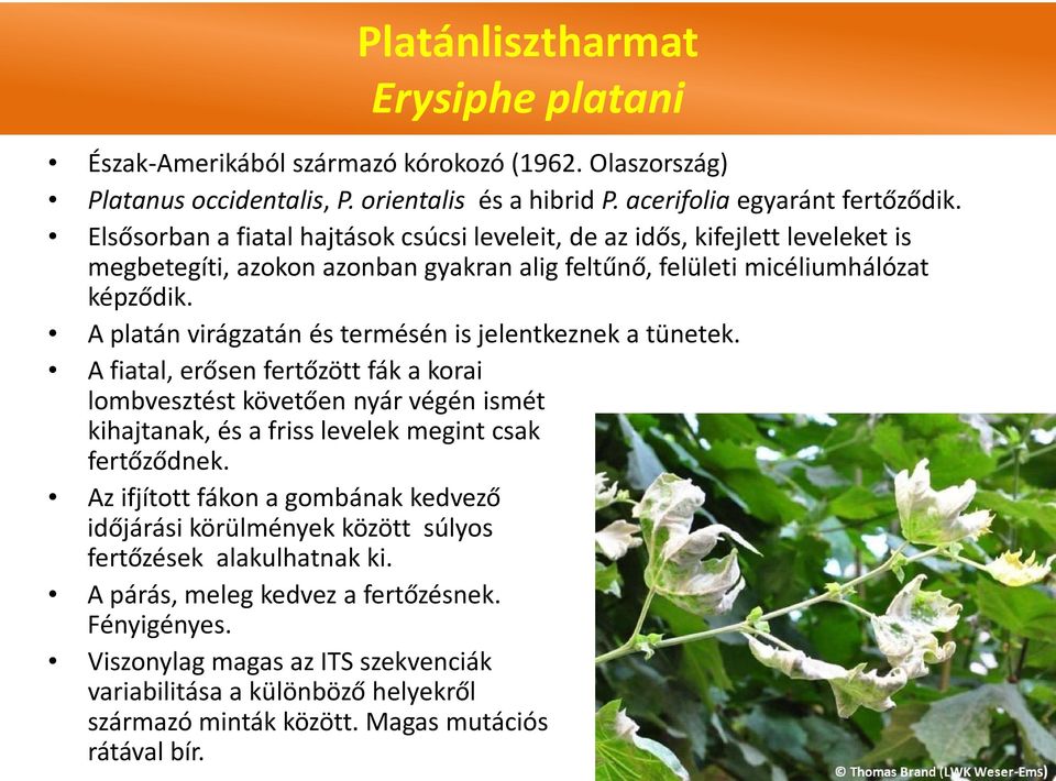 A platán virágzatán és termésén is jelentkeznek a tünetek. A fiatal, erősen fertőzött fák a korai lombvesztést követően nyár végén ismét kihajtanak, és a friss levelek megint csak fertőződnek.