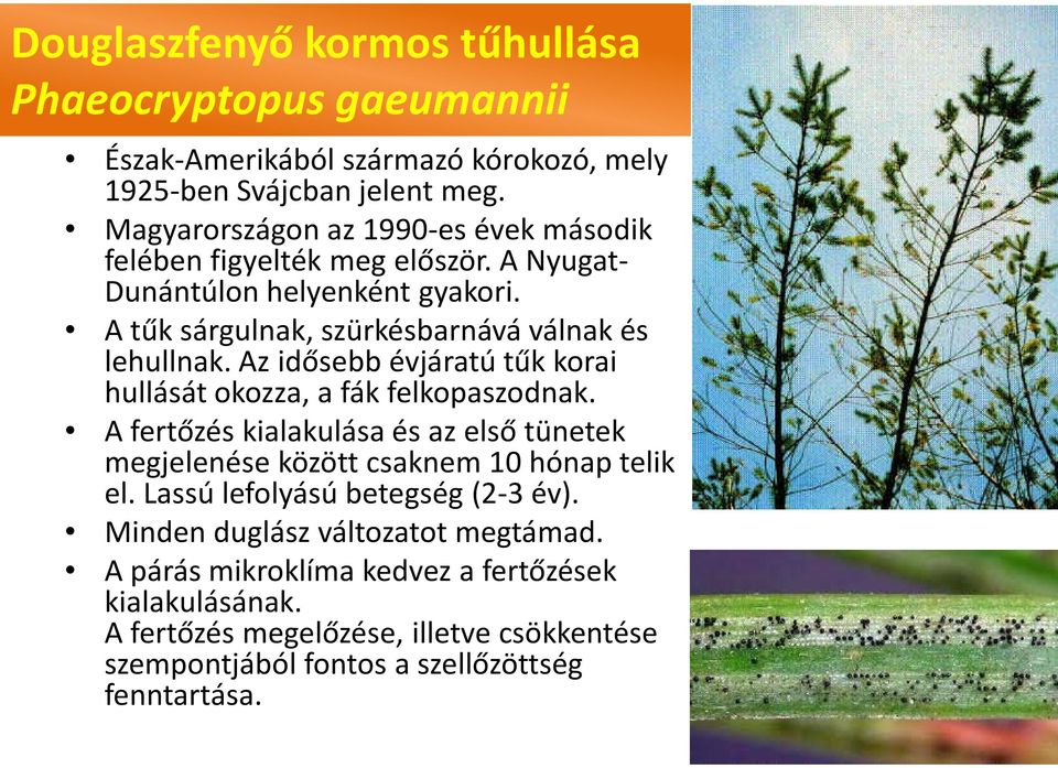 Az idősebb évjáratú tűk korai hullását okozza, a fák felkopaszodnak. A fertőzés kialakulása és az első tünetek megjelenése között csaknem 10 hónap telik el.