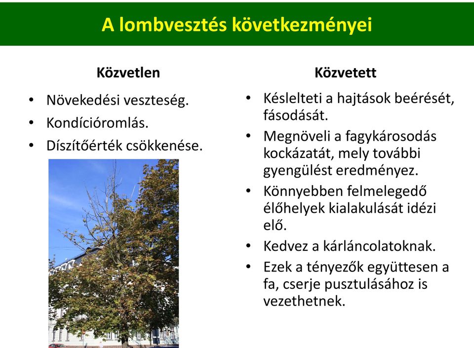 Megnöveli a fagykárosodás kockázatát, mely további gyengülést eredményez.