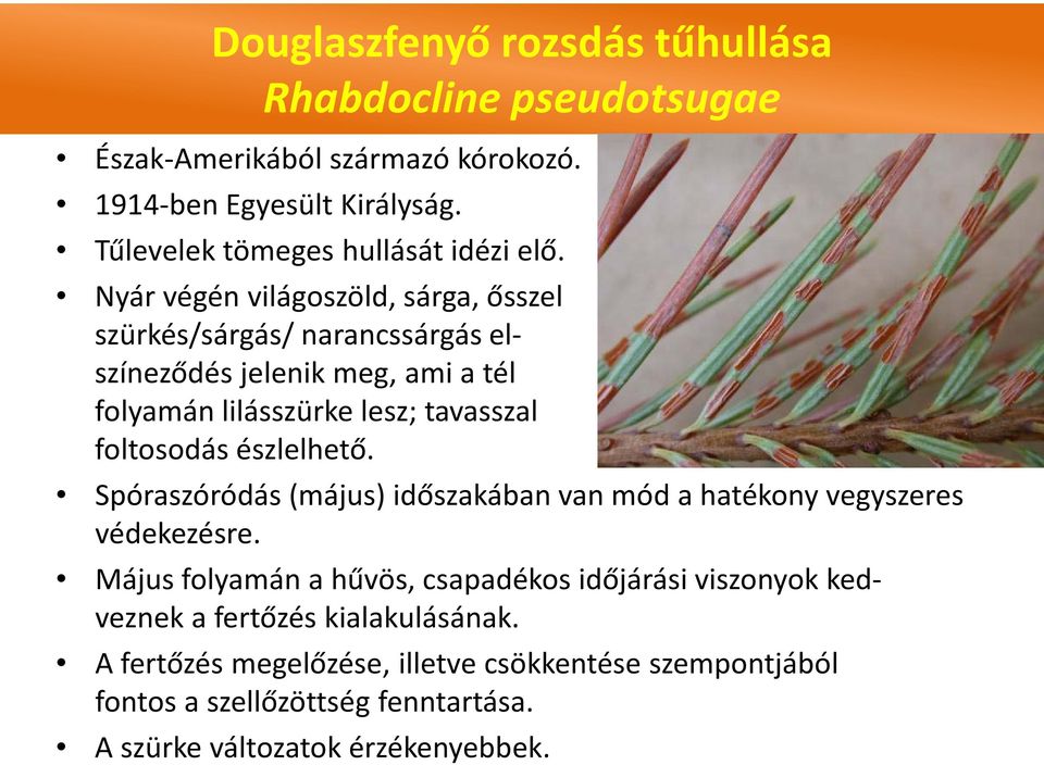 Nyár végén világoszöld, sárga, ősszel szürkés/sárgás/ narancssárgás elszíneződés jelenik meg, ami a tél folyamán lilásszürke lesz; tavasszal foltosodás