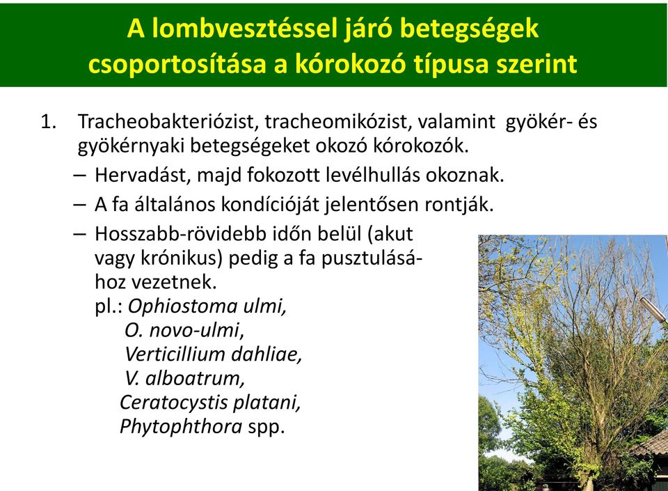 Hervadást, majd fokozott levélhullás okoznak. A fa általános kondícióját jelentősen rontják.