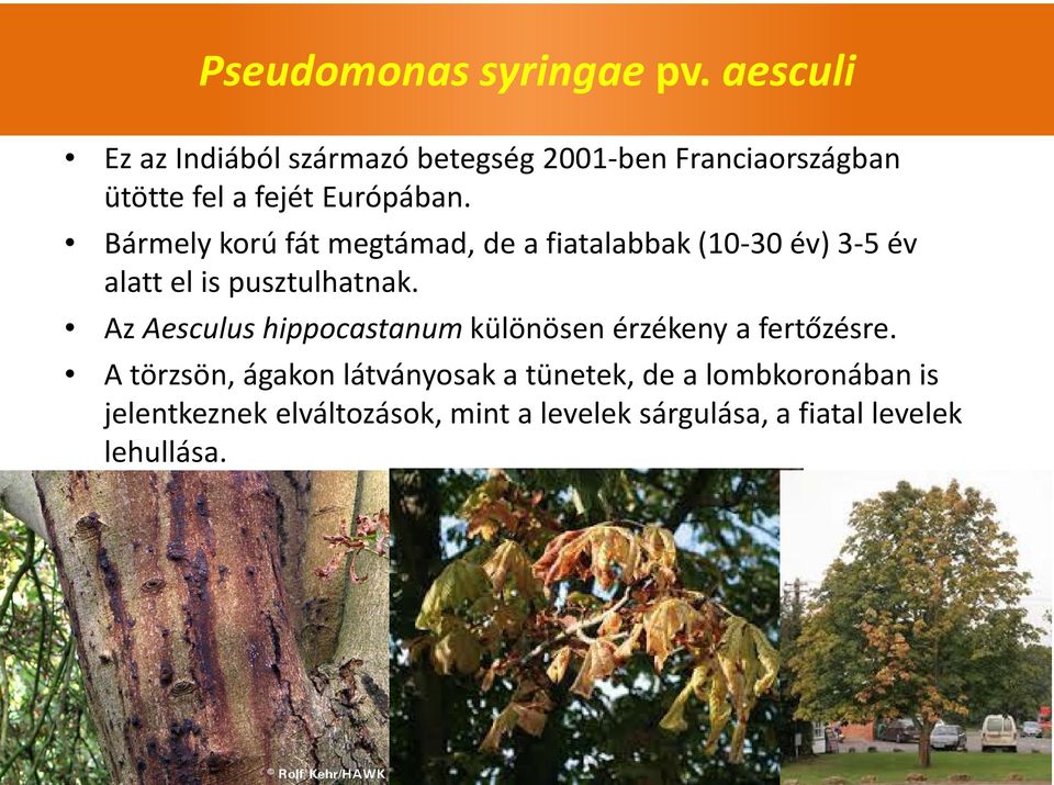 Bármely korú fát megtámad, de a fiatalabbak (10-30 év) 3-5 év alatt el is pusztulhatnak.