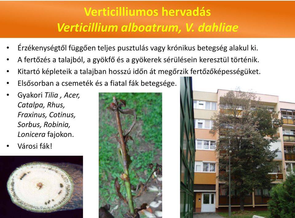 A fertőzés a talajból, a gyökfő és a gyökerek sérülésein keresztül történik.