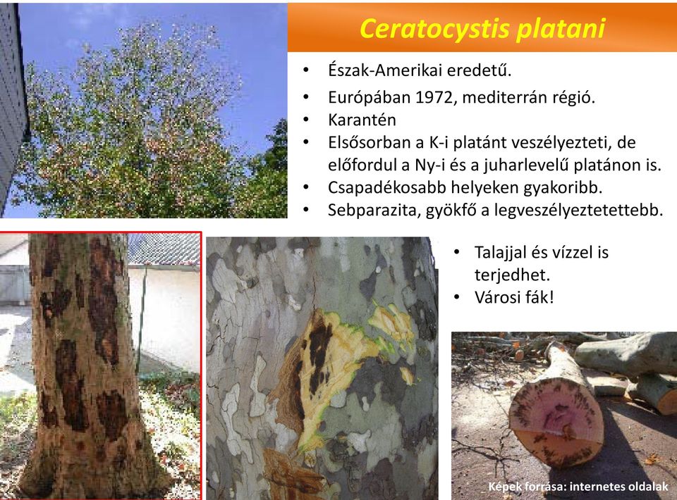 juharlevelű platánon is. Csapadékosabb helyeken gyakoribb.