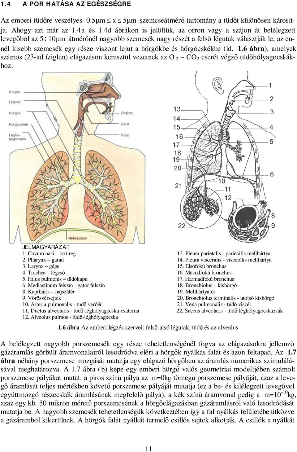 lejut a hörgőkbe és hörgőcskékbe (ld. 1.6 ábra), amelyek számos (-ad íziglen) elágazáson keresztül vezetnek az O CO cserét végző tüdőhólyagocskákhoz. JELMAGYARÁZAT 1. Cavum nasi orrüreg 1.