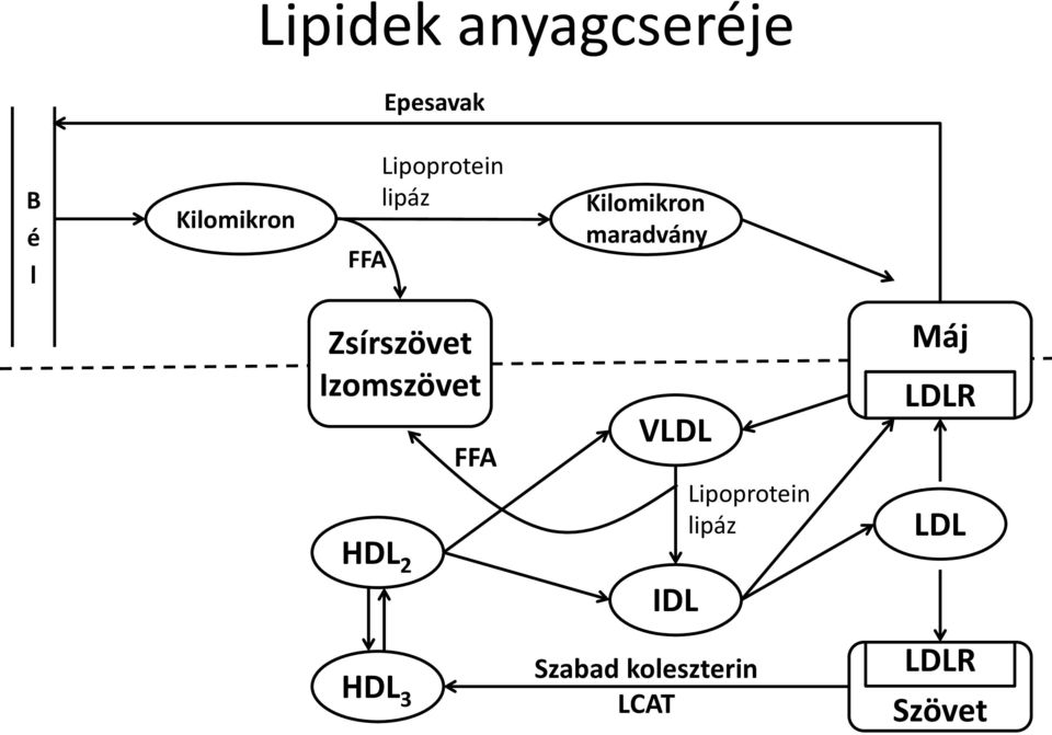 Izomszövet DL 2 DL 3 FFA VLDL IDL Lipoprotein