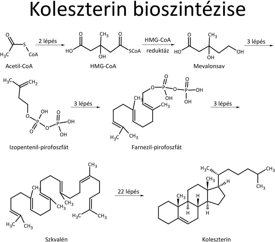 Izopentenil-pirofoszfát 3 lépés 3 C P