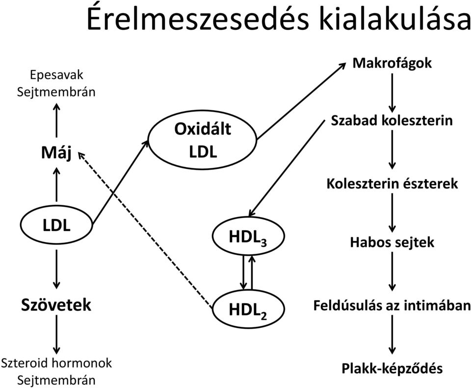 Koleszterin észterek abos sejtek Szövetek DL 2